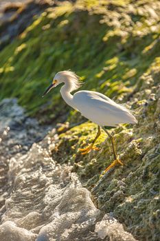 Exemplar of Bubulcus Ibis near the seashore in a beach in Dominican Republic