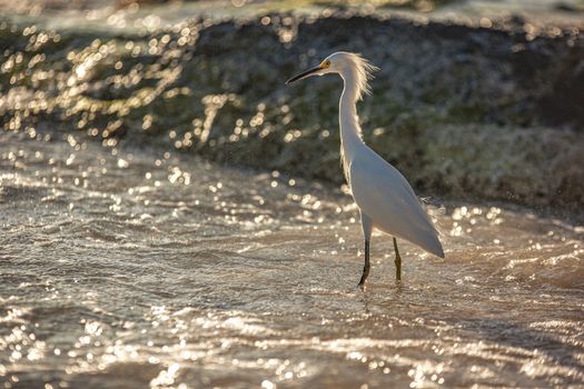 Exemplar of Bubulcus Ibis near the seashore in a beach in Dominican Republic