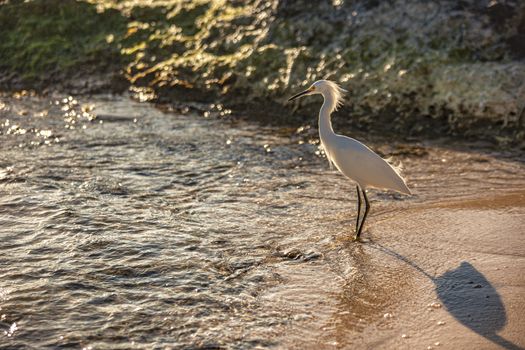 Exemplar of Bubulcus Ibis near the seashore in a beach in Dominican Republic