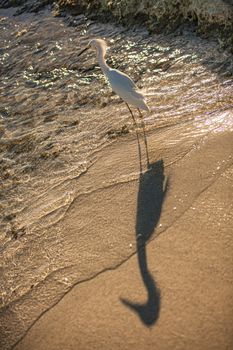 Exemplar of Bubulcus Ibis near the seashore in a beach in Dominican Republic