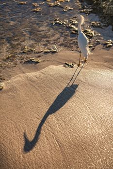 Exemplar of Bubulcus Ibis near the seashore in a beach in Dominican Republic