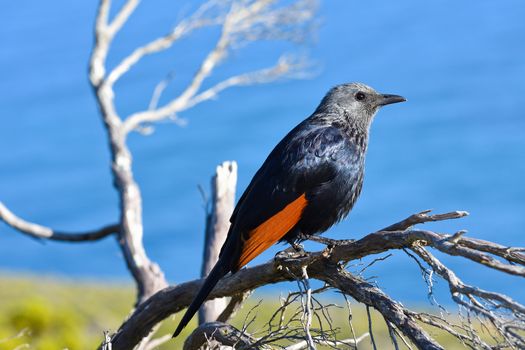 Female red-winged starling (Onychognathus morio) perched on a coastal tree branch with the ocean in the background, Cape Town, South Africa