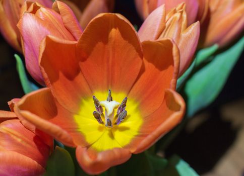 Closeup of a red tulip from Austria