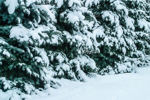 Firtrees covered with snow growing in rows. Winter landscape. The photo can be used for weather forecasting