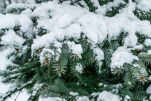 Branch of a Firtree covered with snow. Winter landscape for postcards or backdrop. The photo can be used for weather forecasting