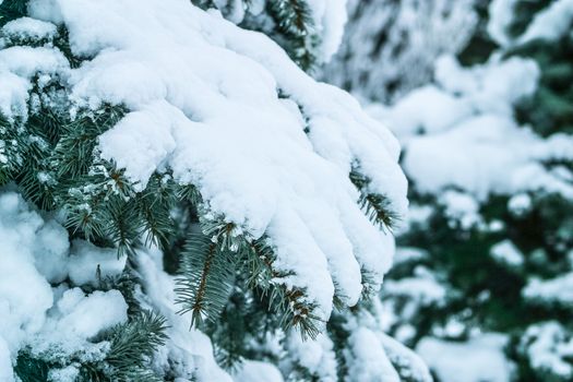 Branch of a Firtree covered with snow. Winter landscape for postcards or backdrop. The photo can be used for weather forecasting