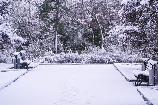 Nature winter landscape. Trees covered with snow after blizzard. The photo can be used for weather forecasting