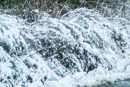 Bush covered with snow. The photo can be used for weather forecasting