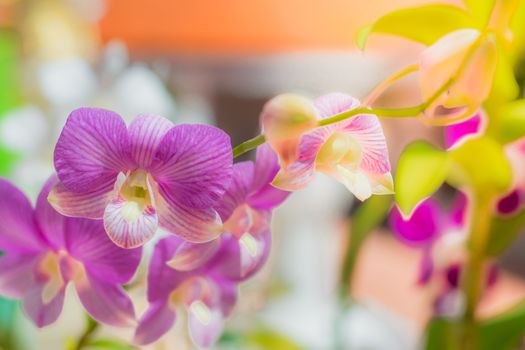 Beautiful orchid flowers With a blurred background
