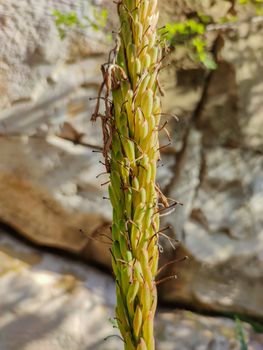 a long plant so hairy