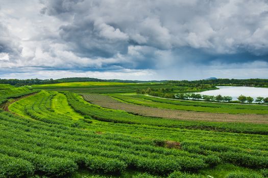 Tea plantation at Singha Park, Chiang Rai, Thailand