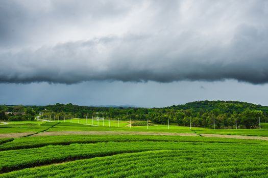 Tea plantation at Singha Park, Chiang Rai, Thailand