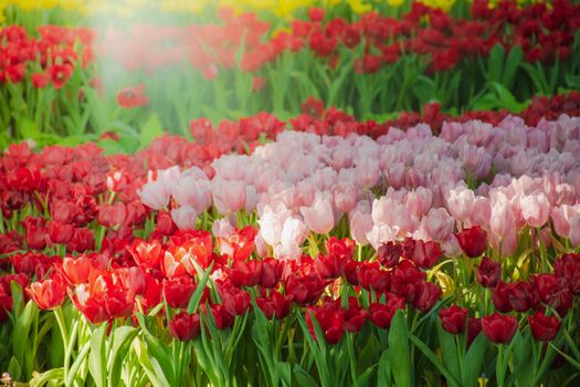 Beautiful tulips in the blooming scene, blooming flower festival in Chiang Rai, Thailand