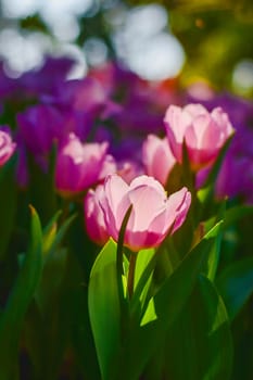 Tulip flowers with green leaf background in Chiang Rai Thailand flower garden in winter or spring day for beauty decoration, postcards and agricultural concept design.