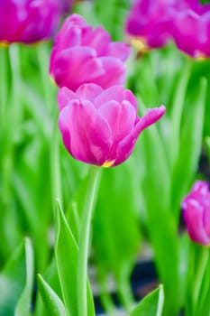 Tulip flowers with green leaf background in Chiang Rai Thailand flower garden in winter or spring day for beauty decoration, postcards and agricultural concept design.