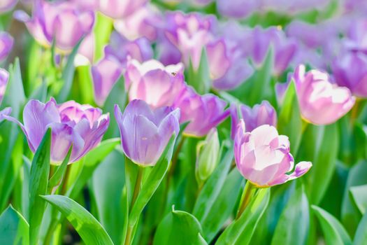 Tulip flowers with green leaf background in Chiang Rai Thailand flower garden in winter or spring day for beauty decoration, postcards and agricultural concept design.