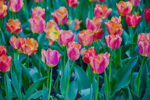 Tulip flowers with green leaf background in Chiang Rai Thailand flower garden in winter or spring day for beauty decoration, postcards and agricultural concept design.