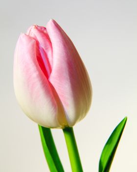 A pink tulip isolated on a white background.