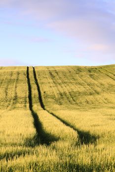 A tractor track in a corn field in Cumbria northern England.