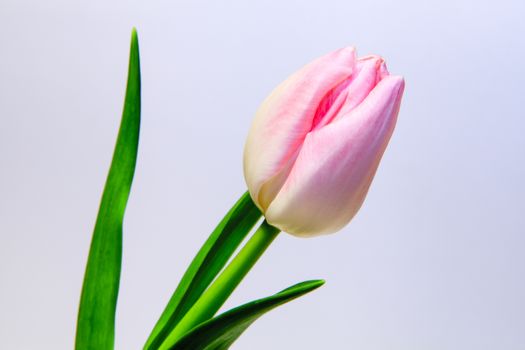 A pink tulip isolated on a white background.