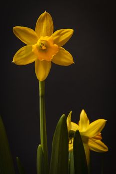 Yellow narcissi isolated on a black background.