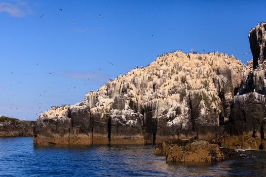 Guillemots nesting on the cliffs of the Farne Islands off the coast of Northumberland in North East England.