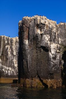 Guillemots nesting on the cliffs of the Farne Islands off the coast of Northumberland in North East England.