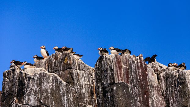 Puffins nesting on the cliffs of the Farne Islands off the coast of Northumberland in North East England.