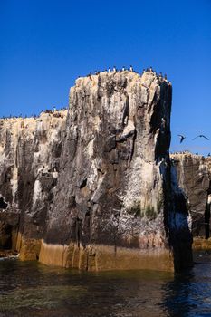 Guillemots nesting on the cliffs of the Farne Islands off the coast of Northumberland in North East England.