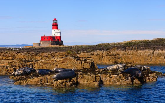 Seals resting on rocks on the Farne Islands in Northern England. In the background is the Longstone lighthouse.