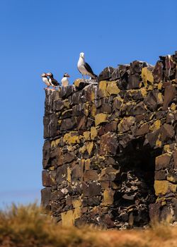 Puffins with a seagull roosting on the Farne Islands, Northumberland in North East England.