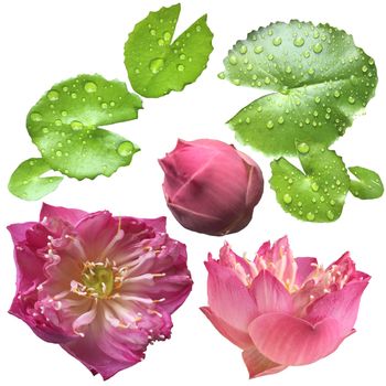 Lotus flower collection isolated on white background for graphic designs. Pink lotus flowers, lotus head and leaves isolated is blooming with copy space for text or advertising on white background