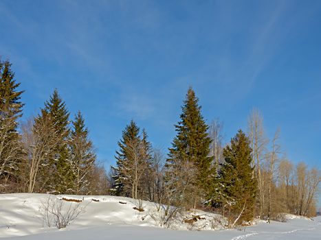 Coniferous and deciduous trees under blue sky, winter on the edge of the hill in the snow.