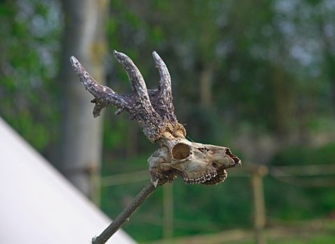 Animal skull with horns on wooden stick with greenery in background