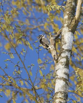 Male Eurasian Three-Toed Woodpecker in a tree, Bialowieza National Park, Poland