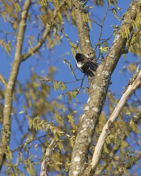 Male Eurasian Three-Toed Woodpecker in a tree, Bialowieza National Park, Poland
