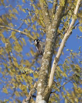 Male Eurasian Three-Toed Woodpecker in a tree, Bialowieza National Park, Poland