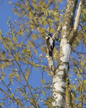 Male Eurasian Three-Toed Woodpecker in a tree, Bialowieza National Park, Poland