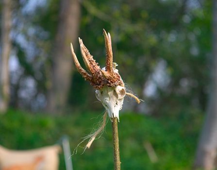 Animal skull with horns on wooden stick with greenery in background