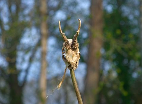 Animal skull with horns on wooden stick with greenery in background