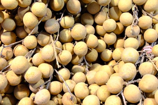 Close up fresh Tropical fruits longan Asian fruit agriculture food isolated. 