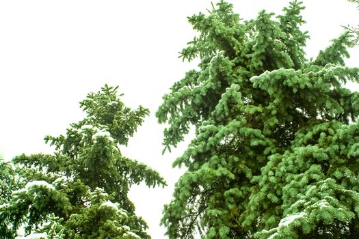 Treetops of Firtrees covered with snow. Winter landscapes. The photo can be used for weather forecasting