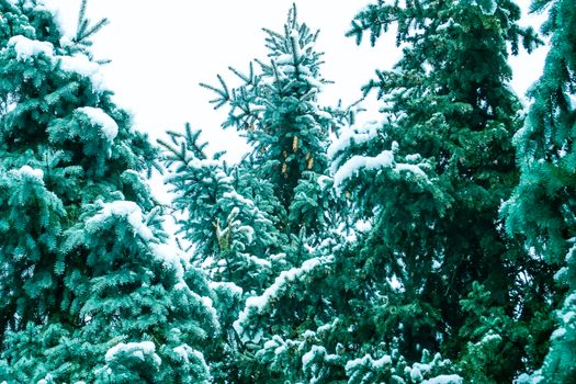 Treetops of Firtrees covered with snow. Winter landscapes in forest. The photo can be used for weather forecasting