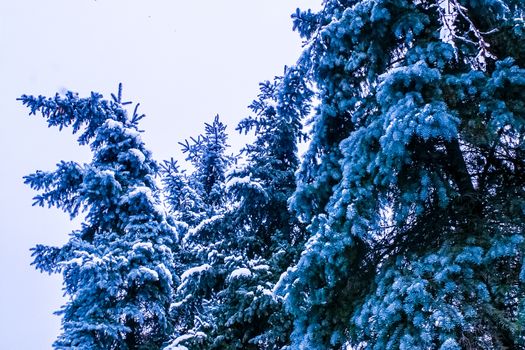 Treetops of Firtrees covered with snow. Winter landscapes. The photo can be used for weather forecasting