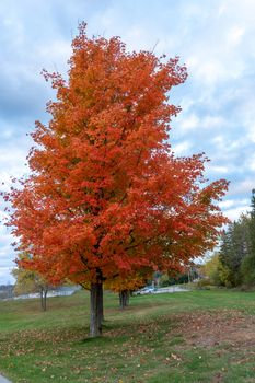 Beautiful red maple shines on a background of blue-white sky