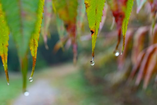 Drops of dew after autumn rain hang from the leaves and drip on the path