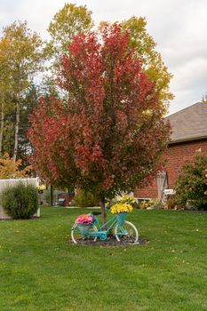 Beautiful bike decorated with baskets of pink and yellow flowers leaning against a red autumn maple