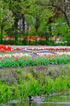 Heron in front of the tulip field