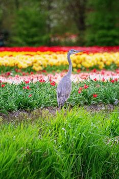 Heron in front of the tulip field