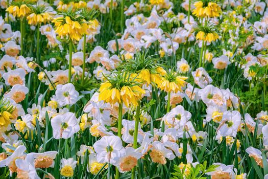 Flowerbed with different types of flowers